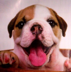 puppy04
